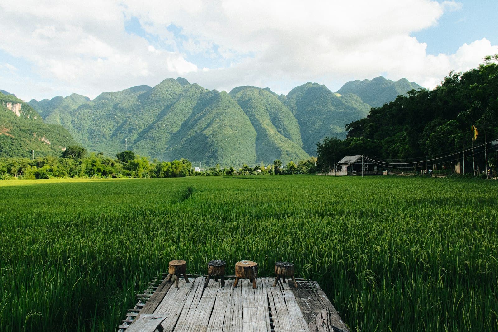 Sàn gỗ nhỏ giữa ruộng lúa xanh dưới dãy núi đá vôi ở Mai Châu