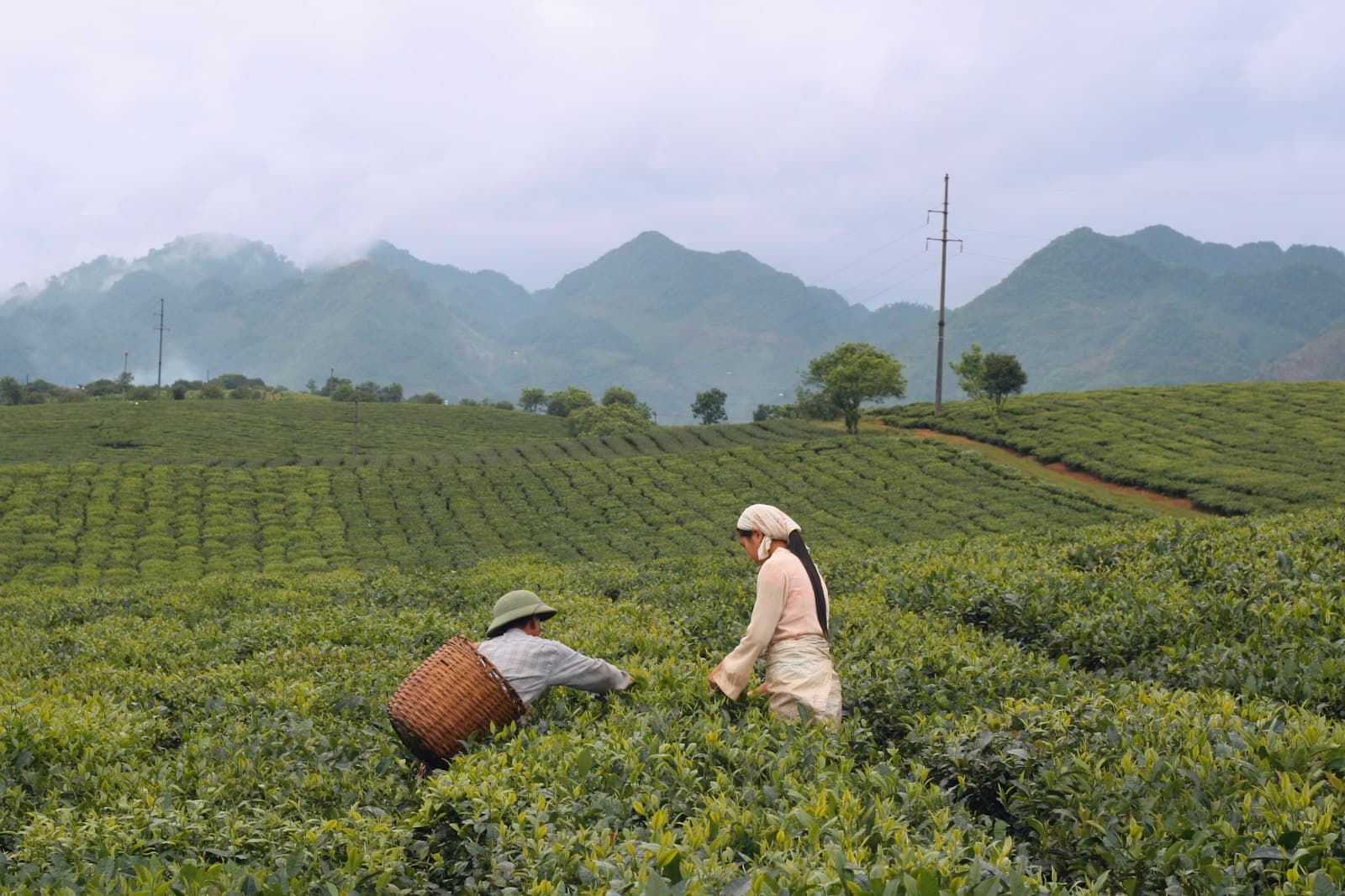 Hai người hái chè trên đồi chè Mộc Châu, núi mờ sương phía xa