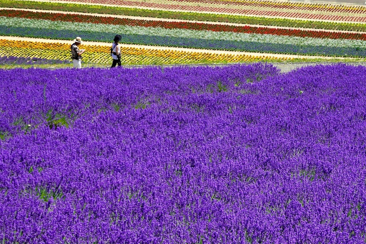 Hai người dạo giữa cánh đồng hoa nhiều màu ở Furano, Hokkaido