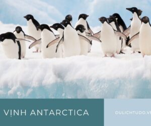 Vịnh antarctica